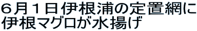 ６月１日伊根浦の定置網に 伊根マグロが水揚げ